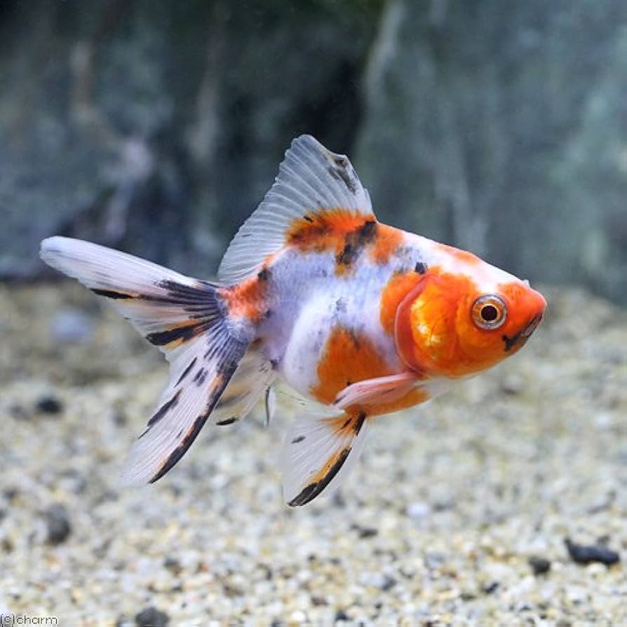 金魚 完売致しました 2023.10.21 黒紅葉オランダショートテール 14cm